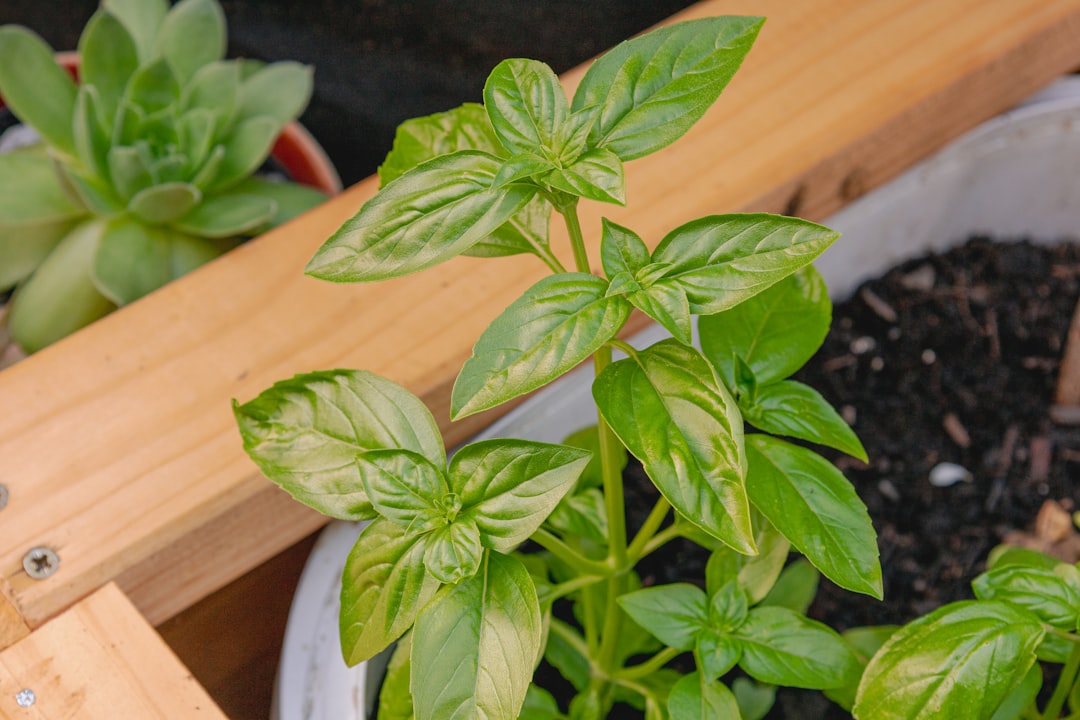 Fresh green basil growing in a container garden, photographed from above. Homegrown herbs and healthy basil leaves representing gardening, organic food, sustainable living and fresh ingredients.